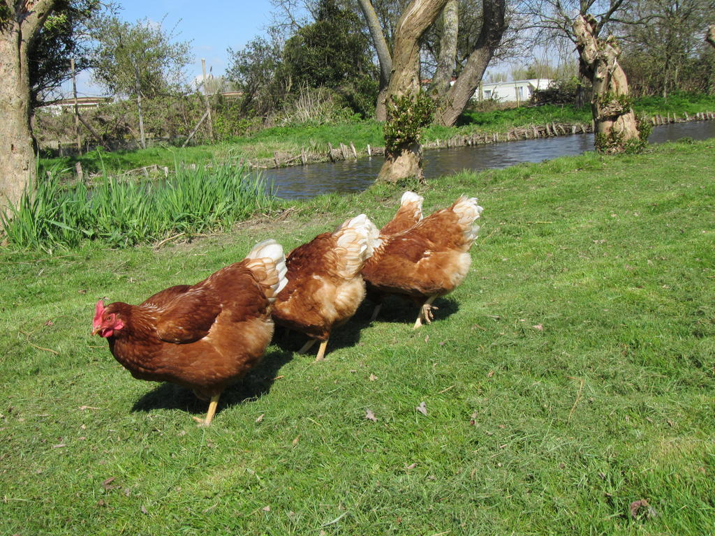 Bed&Brood De Straverdonk Graft Kültér fotó